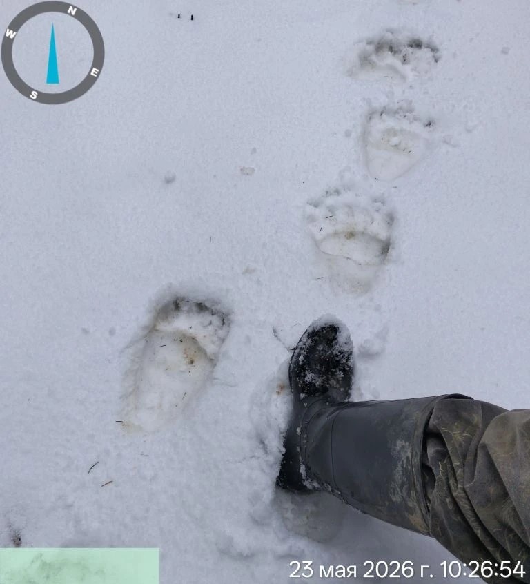 Косолапые в фокусе