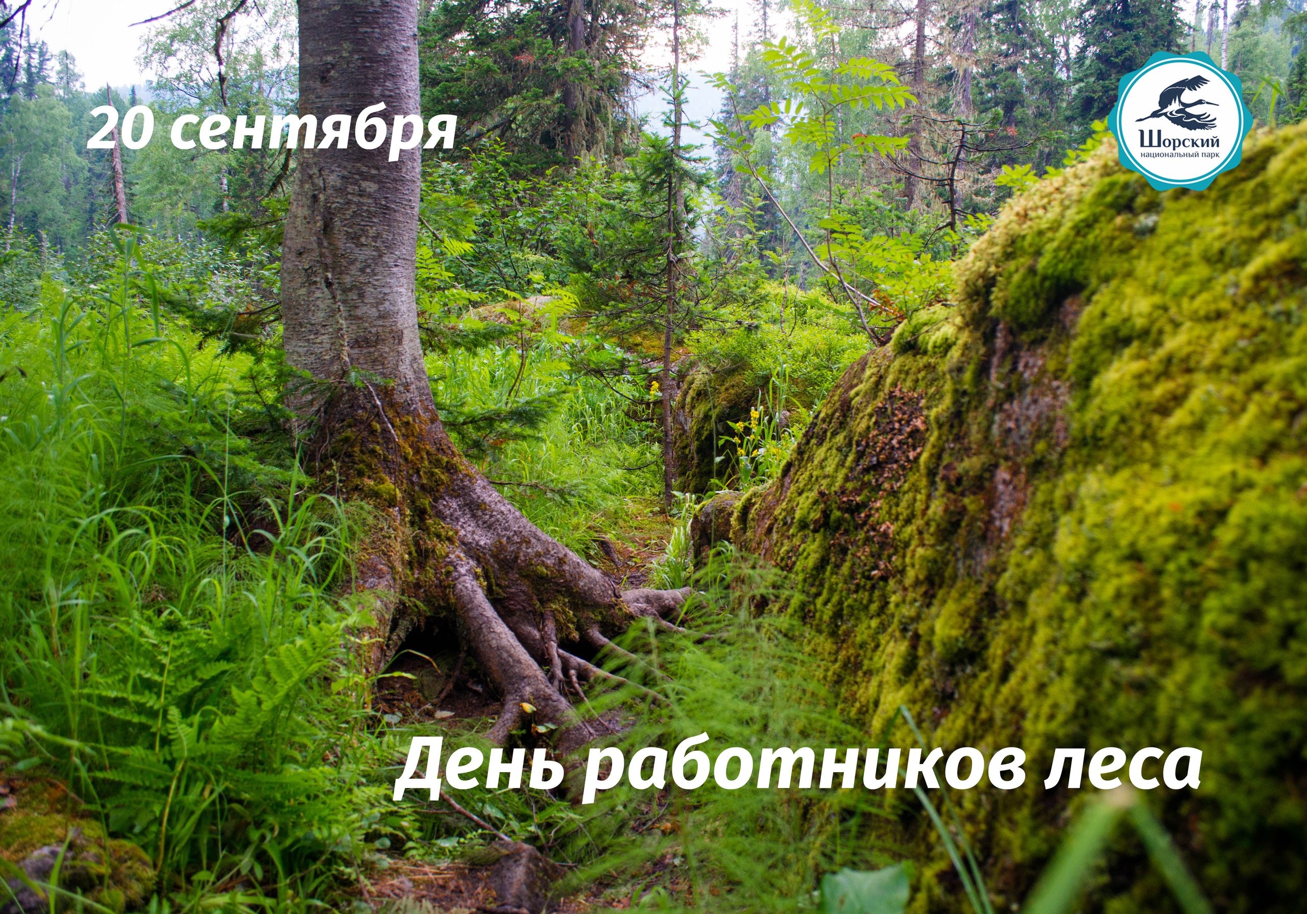 Поздравляем с профессиональным праздником всех работников леса!!! Поздравляем с профессиональным праздником всех работников леса!!!
